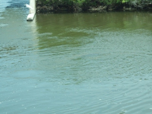 P8050363 (300x225).jpg