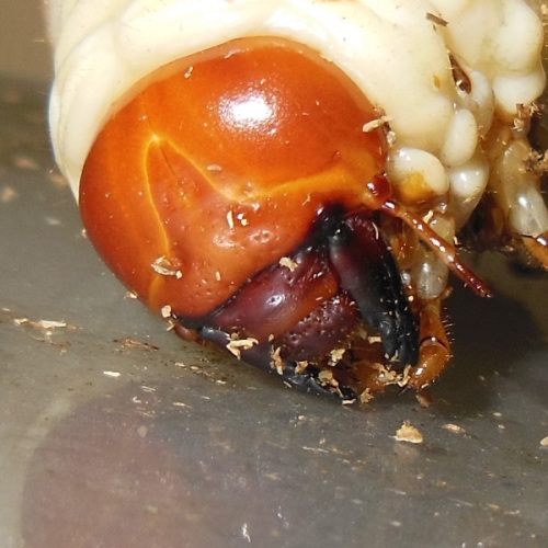 hB4Cα-51-16 (2).JPG