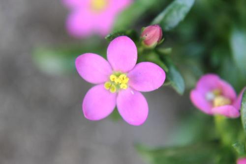 20160516 不明3.jpg