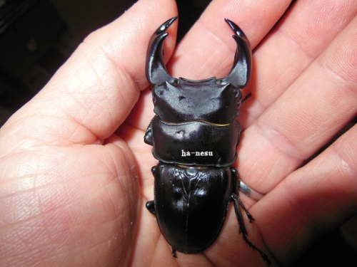 hA2Cα-28-15 (2).JPG