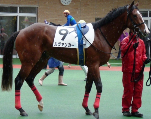 競馬2014_3-30ﾙｳﾞｧﾝｶｰ105.jpg