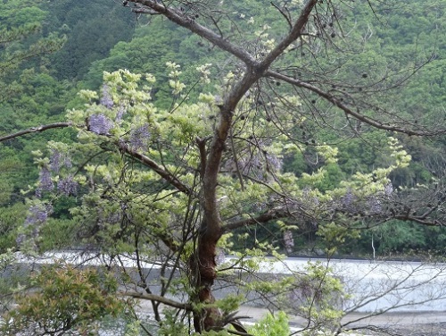 鳴滝キャンプ場５(2014.05.02).jpg