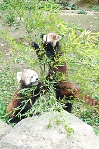 多摩動物公園9.jpg