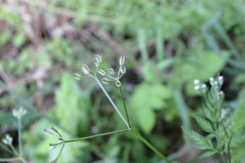 20160504 オヤブジラミ6.jpg