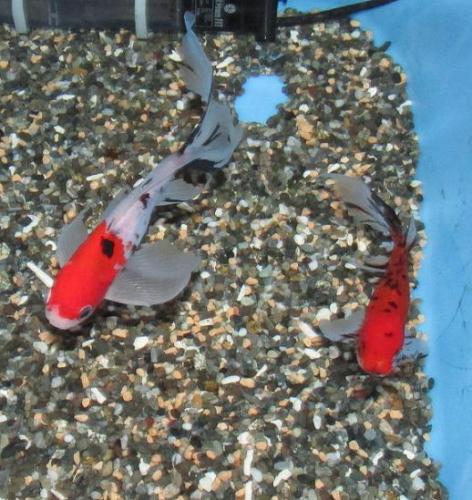 20140803 朱文金3.jpg