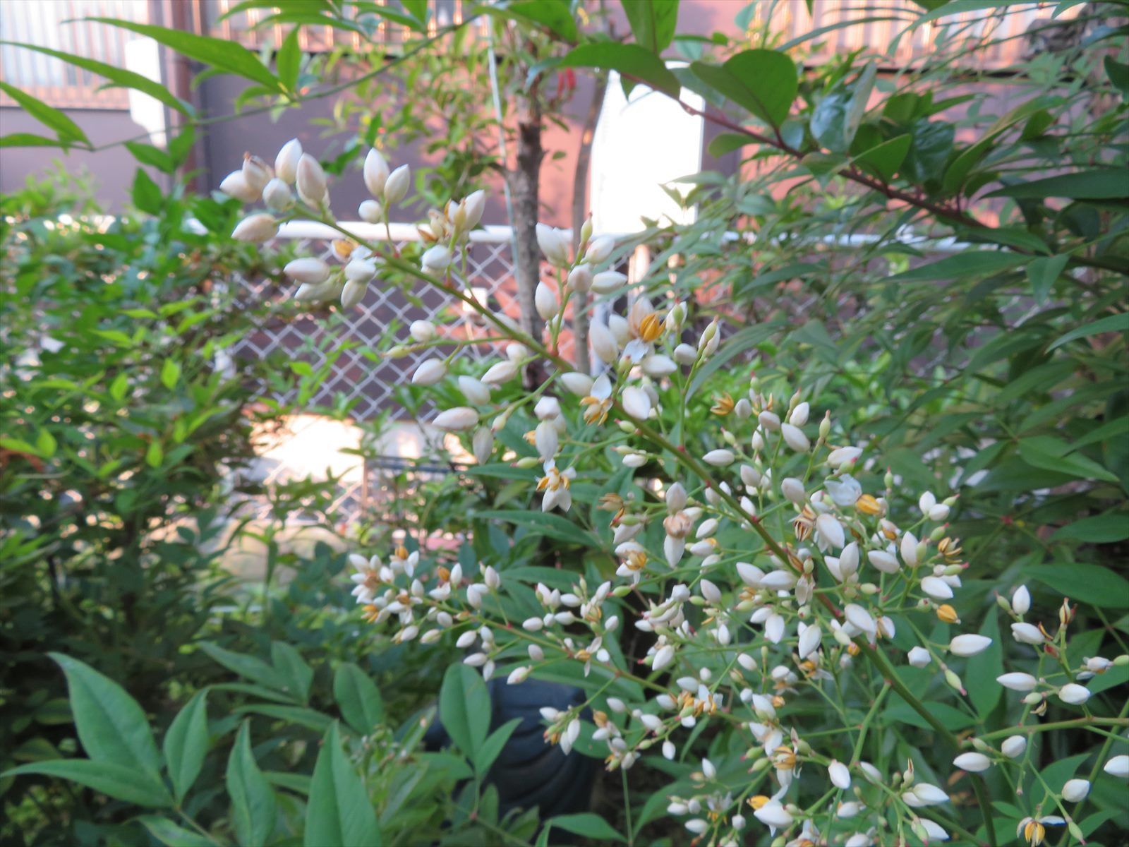 我が家の南天の花と紫陽花 6月8日 ニンニク父さんのブログ 楽天ブログ