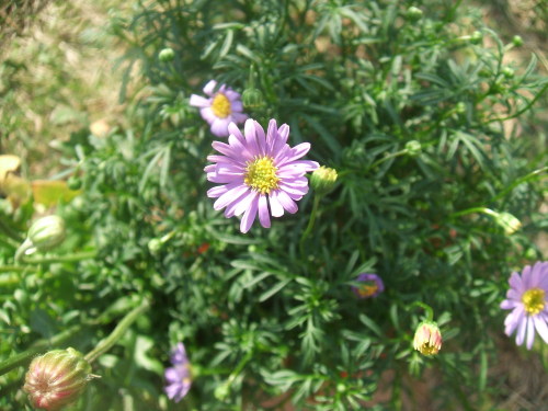 DSCF6007.JPG
