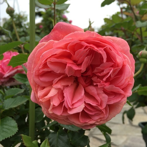 2016-04-28 15.06.05 - コピー.jpg