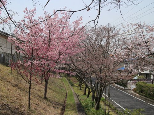 近所の桜.JPG