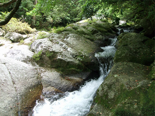 屋久島38.jpg