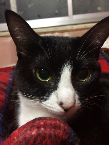 IMG_0747 - コピー.JPG