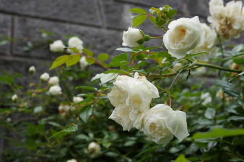 DSC02921.JPG