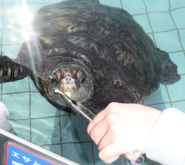 伊豆旅行9下田水族館1亀に餌やり Buffieblog 楽天ブログ