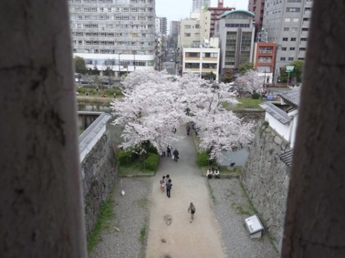 4.2016年 桜 福岡城 (7).JPG