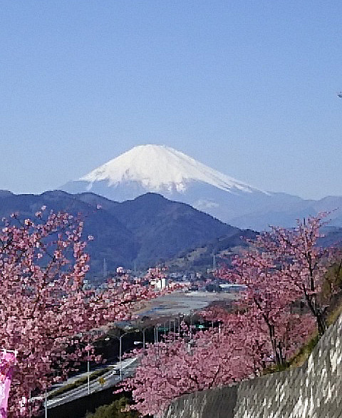 大井松田の桜祭り 今回は中断 海外旅行紀行 戯言日記 楽天ブログ