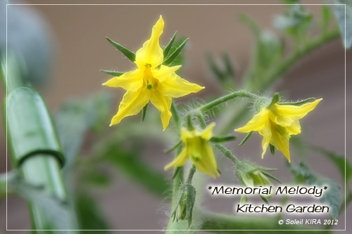 大玉トマト「甘熟王」の花 大玉トマト「甘熟王」120519tomato2.jpg