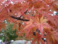 IMG_0080_R.JPG