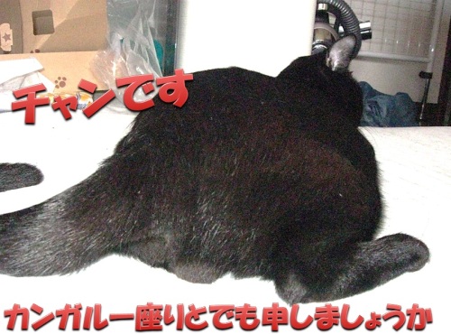 チャン1.jpg
