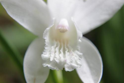 20160507 シラン白2.jpg