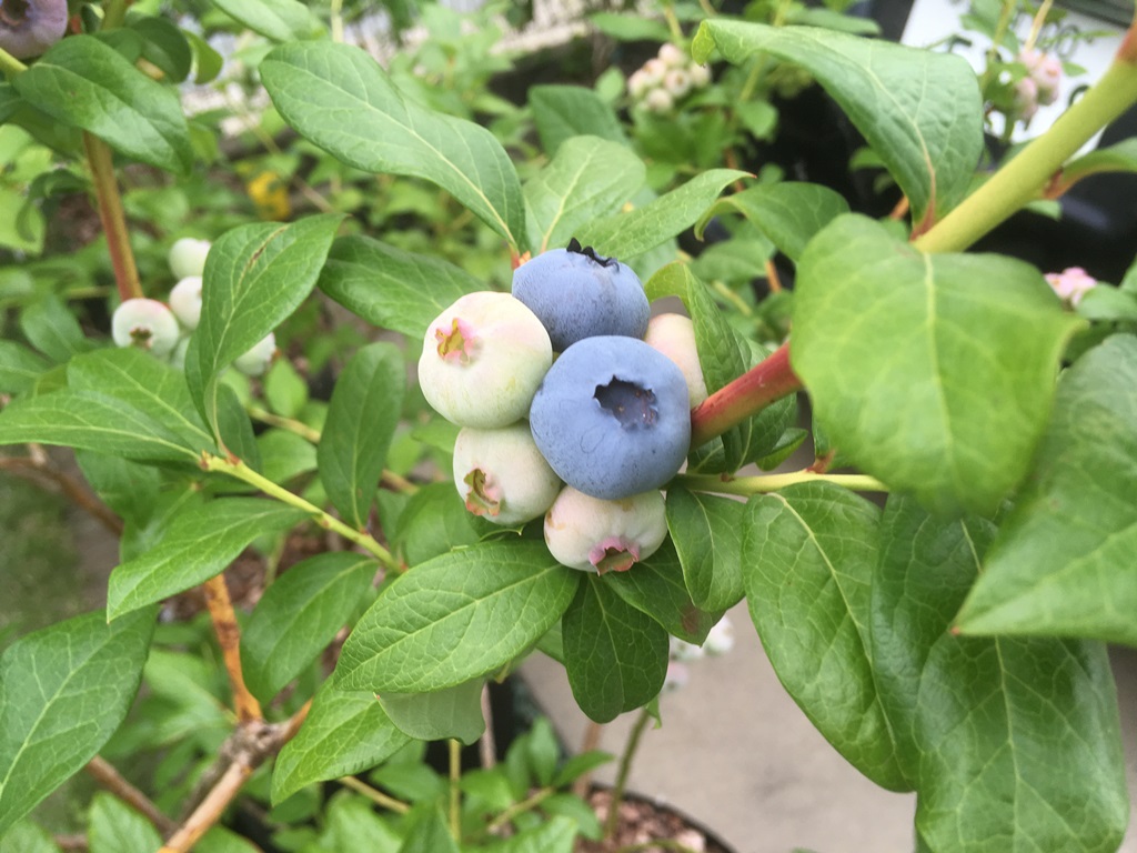 18年度ブルーベリーの収穫 ゆずちゃんの庭 楽天ブログ