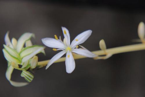 20150822 オリヅルラン2.jpg