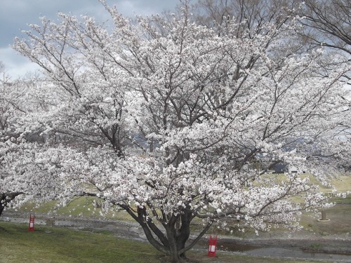 桜（信玄堤公園）１.jpg