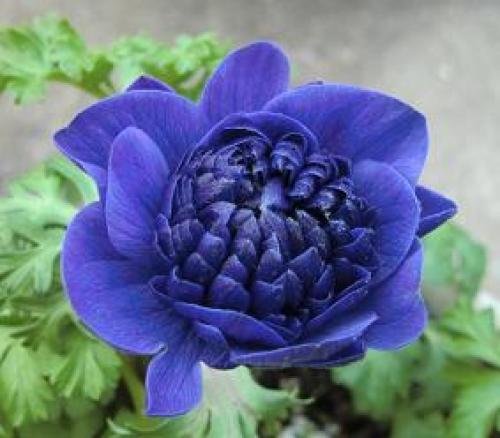 C:\fakepath\anemone130126-2.jpg