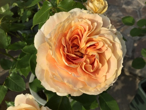 2016-05-02 16.38.21 - コピー.jpg