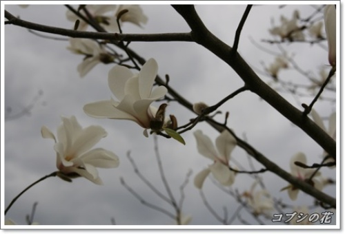 コブシ.JPG