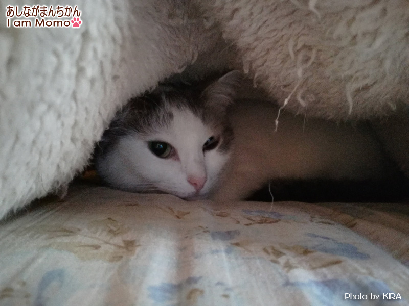 ひざ掛けの中で寝る猫