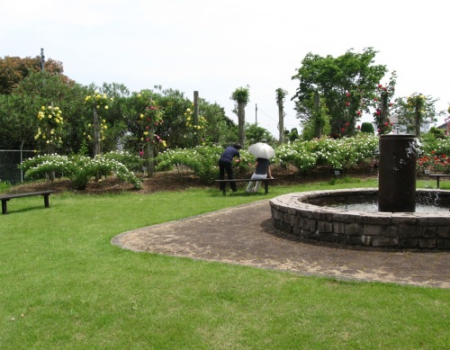 バラ園13.jpg