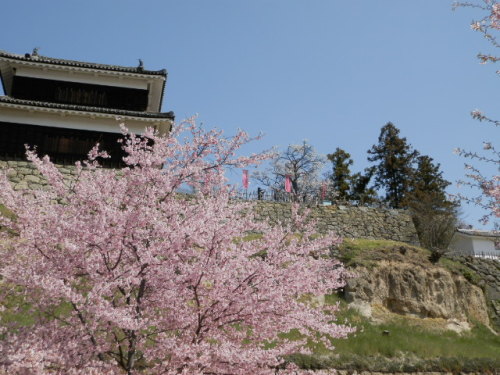 ２０１４千本桜まつり20.JPG