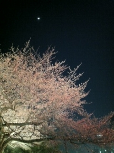 20120328さくらまつりつき.JPG