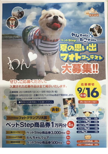 フォトコンテスト19夏 ペットstep薊野店 あずきちゃん 猫 のお散歩ブログ 楽天ブログ