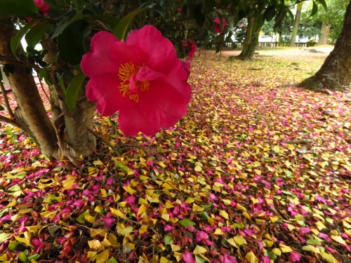 山茶花＆イチョウ絨毯_5132.jpg