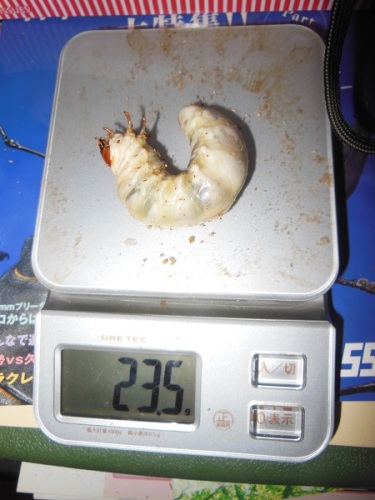 hB4Cα-80-14 (1).JPG