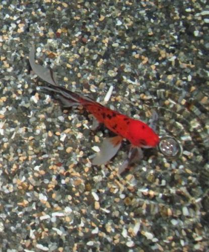 20140803 朱文金.jpg