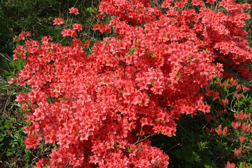 Rhododendron08.JPG