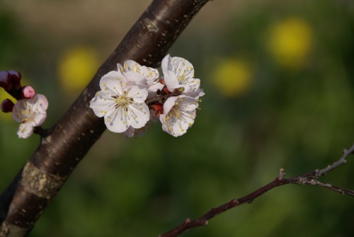 森の杏アップと水仙のぼかし (1280x857).jpg