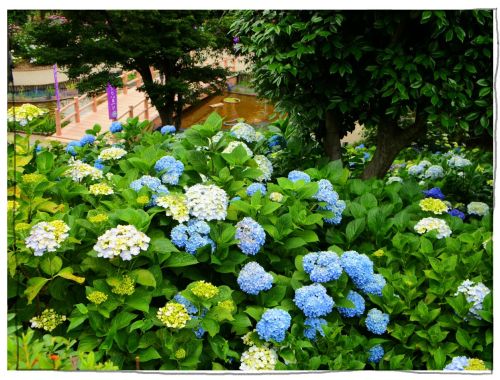 稲沢あじさいまつり 大塚性海寺歴史公園・性海寺