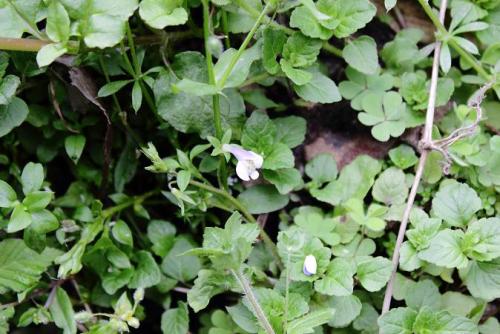 20160403 トキワハゼ 3.jpg