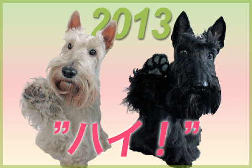 scottishterrier_kyoshu_l.jpg