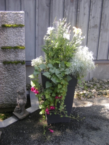 IMGP0044 (480x640).jpg