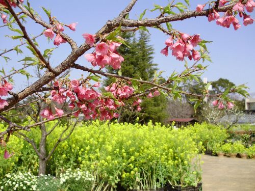 早咲きの桜と菜の花.jpg