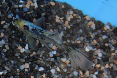 20151108 ブリストル朱文金.jpg