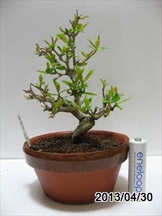 ネジカンザクロ 植替後