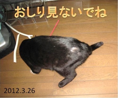2012_03_26お尻のハゲ.jpg