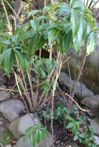 20150118 マンリョウ白.jpg