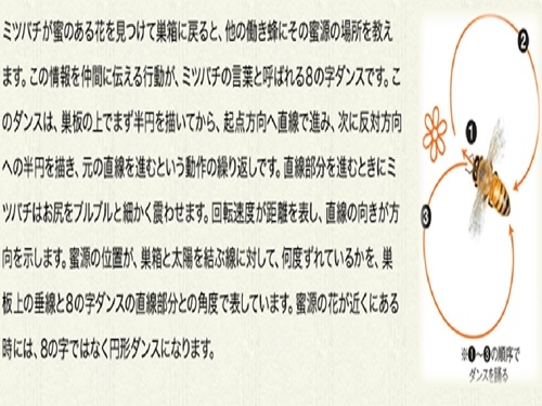 ミツバチダンス_R.jpg