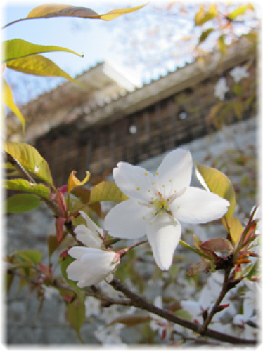 二之丸の桜.jpg